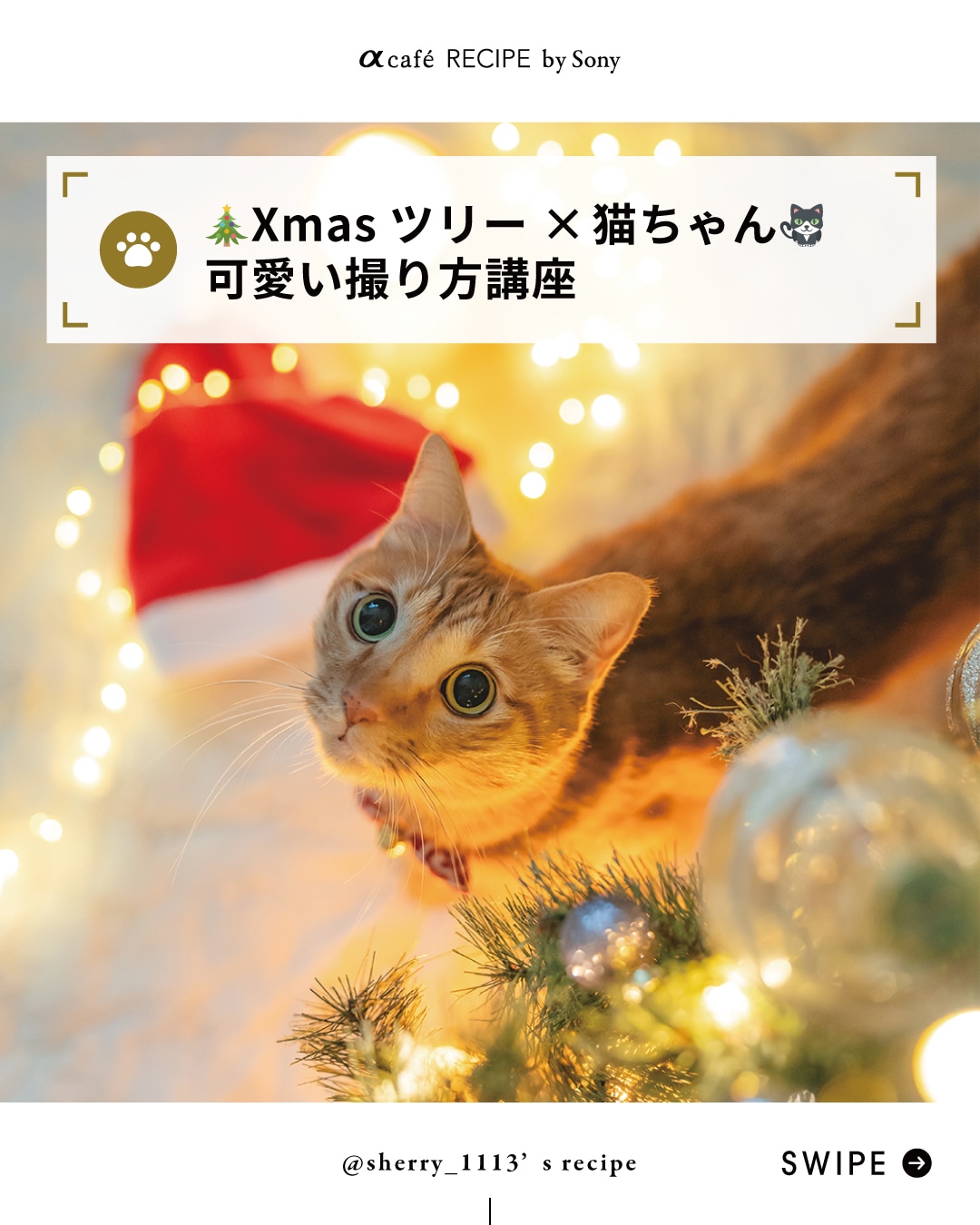 🎄Xmasツリー×猫ちゃん🐱可愛い撮り方講座