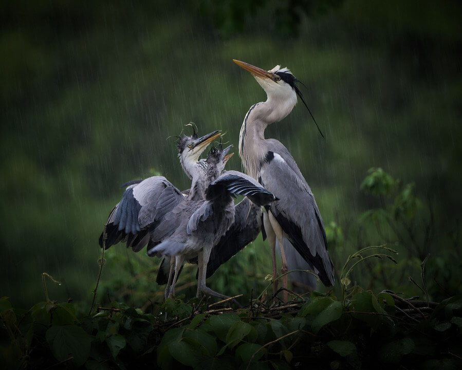 『僕らがいた森へ』Hiro