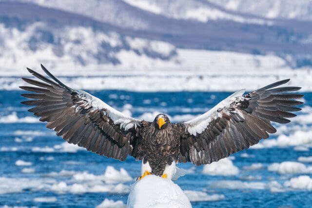 『羅臼に流氷がやっときた　#オオワシ#』ひな