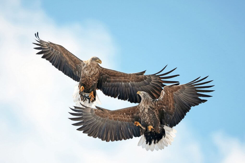 『【入選】さわやかバトル　#オジロワシ#』Aman-0