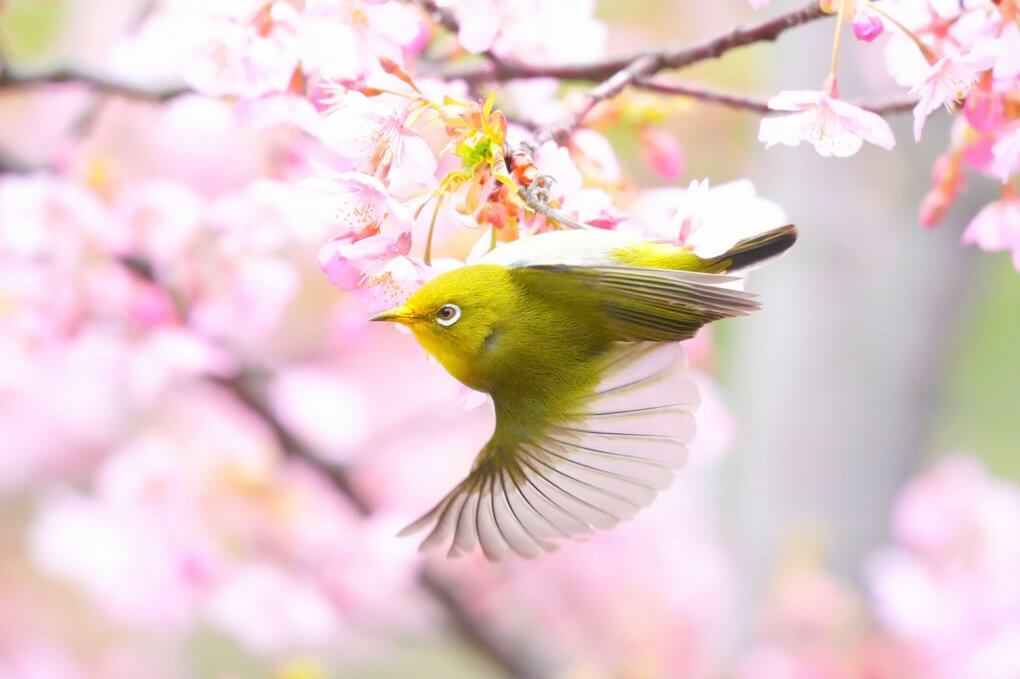 『羽ばたき』華写