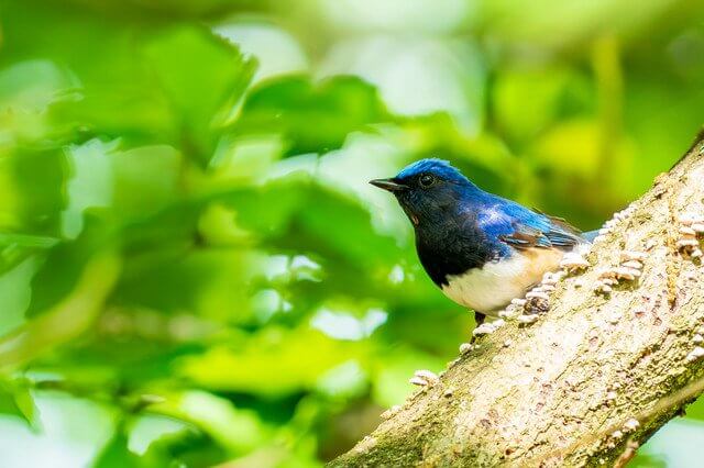 『新緑のアイドル』夢月