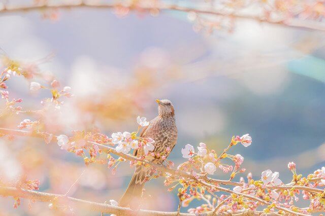 『ヒヨドリの春』千花