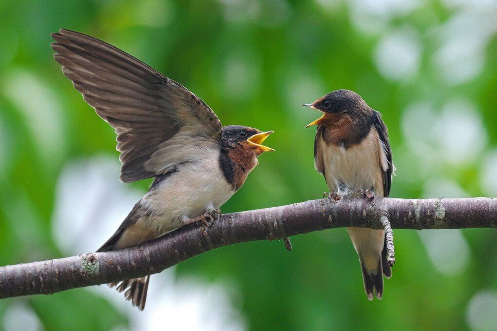 『若の言い争い』ヒロ