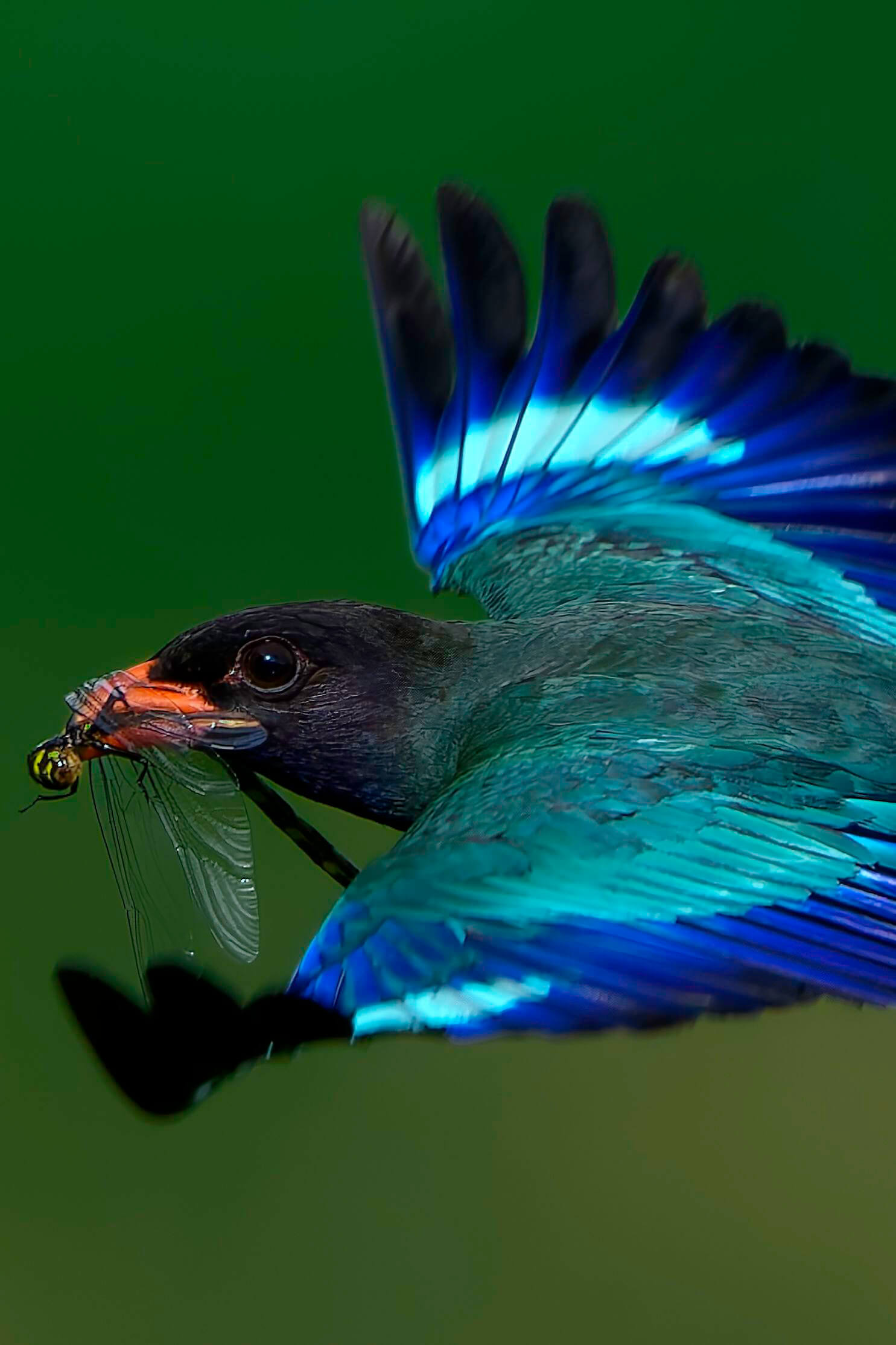 『トンボを咥えるブッポウソウ』よし池