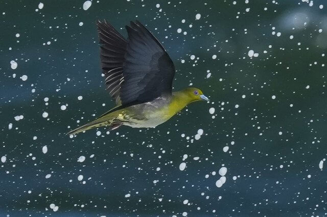 『Splash! アオバト（緑鳩）』CHELSKY