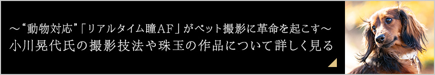 ~“動物対応”「リアルタイム瞳AF」がペット撮影に革命を起こす~ 小川晃代氏の撮影技法や珠玉の作品について詳しく見る