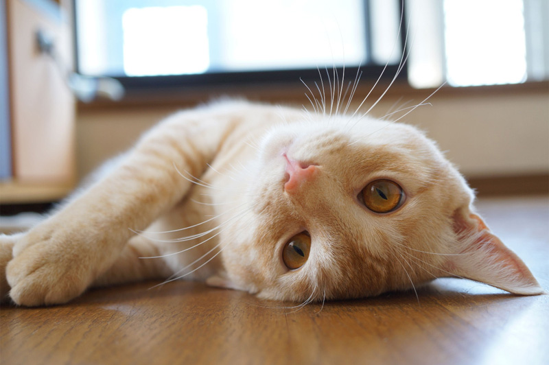 作品名「?ゃにだま、んはご」